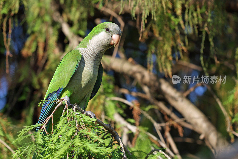 蒙克·帕拉基特 （米奥普西塔·莫纳丘斯 ）